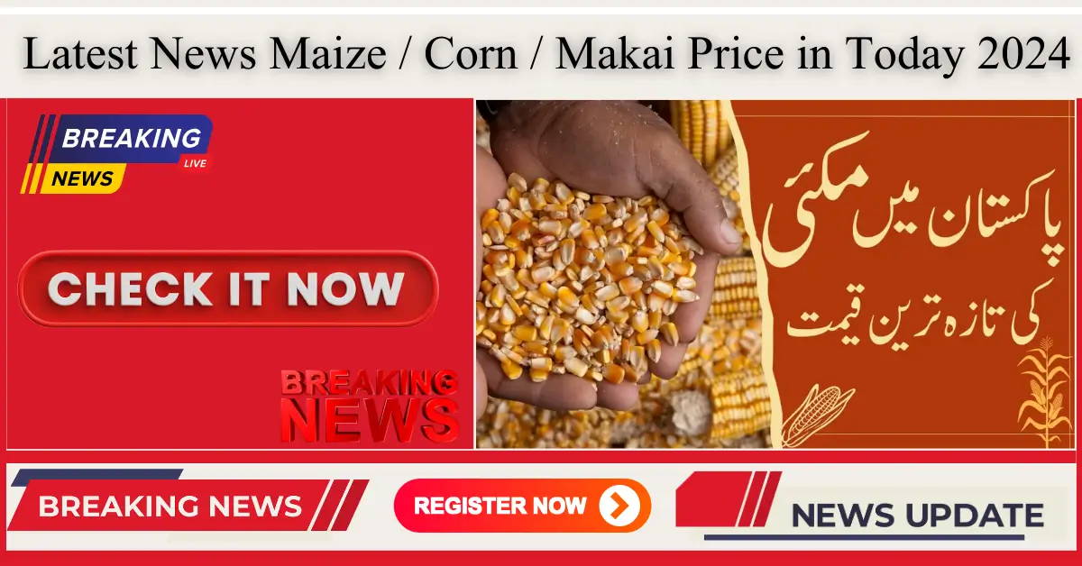 Latest News Maize / Corn / Makai Price in Today 2024